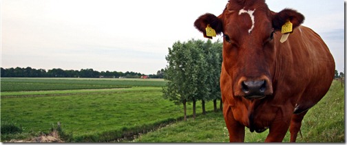 Curious Cow